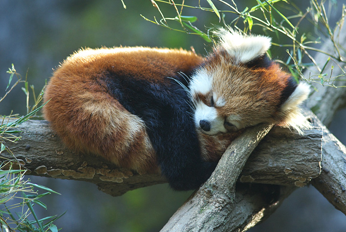image of a sleeping red panda